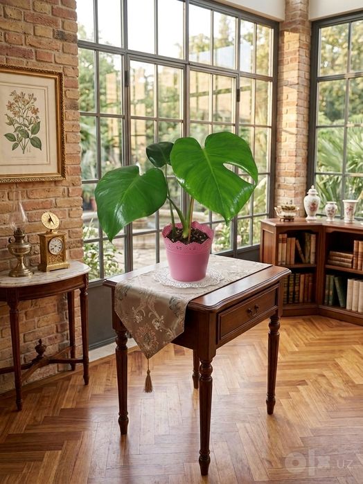Monstera Delitsioza