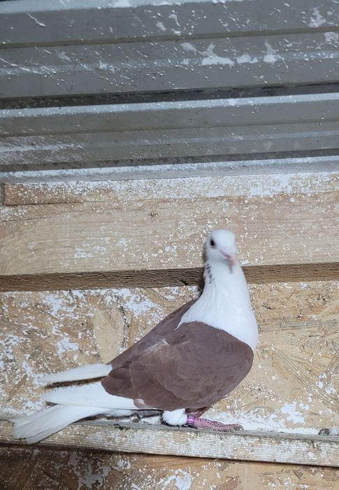 Vând porumbei de diferite rase