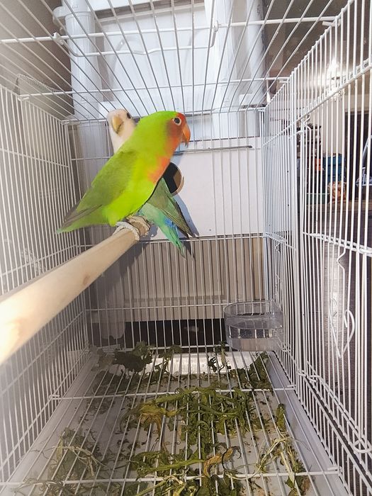 Неразлучни попугайлар сатылады.