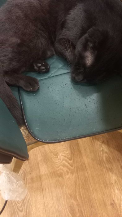 Ваш любимый питомец