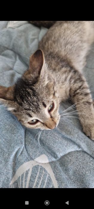 Котята бесплатно