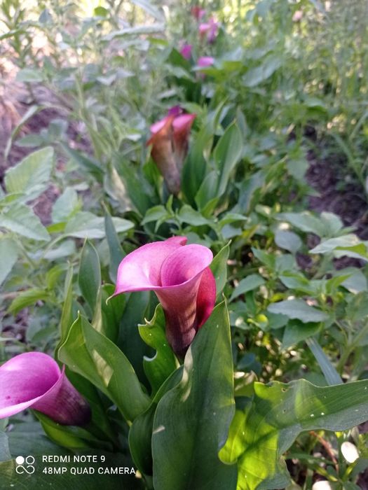 Atir Gul Kuchatlari Sotiladi