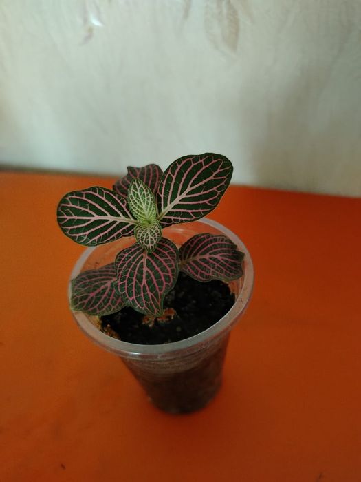 Продам комнатные цветы