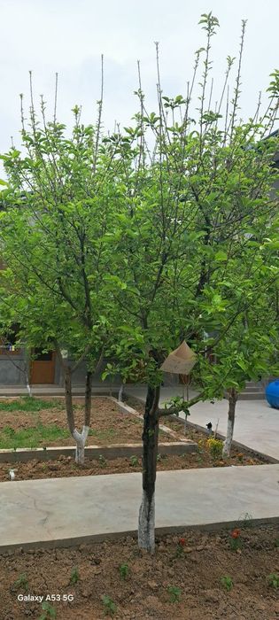 4 ком Селхоз Илгор куча аренда Участок
