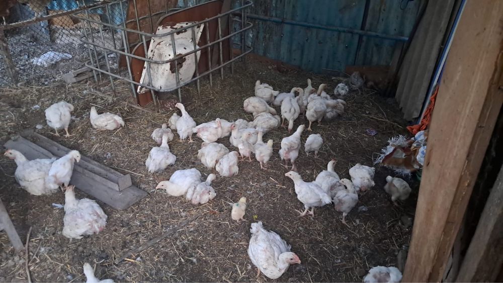 Продам курицы срочно