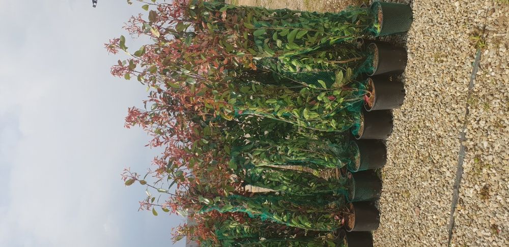 Mesteacăn Tei Platan Frasin Arțar Catalpa prunus pissardi