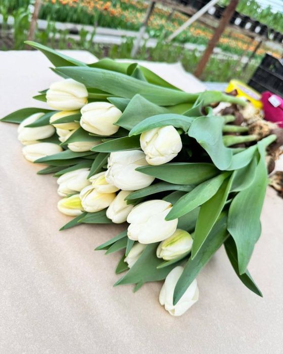 Тюльпаны по 750 тг