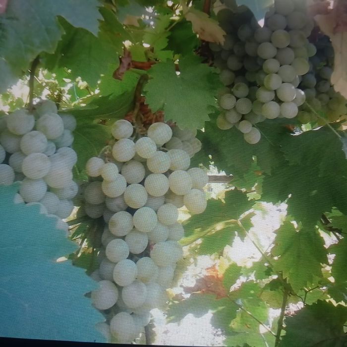 Продам саженцы винограда.