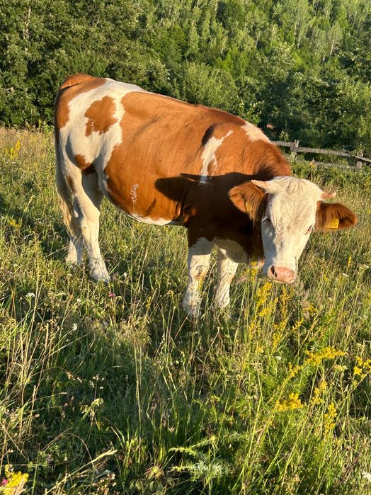 Animale de vanzare