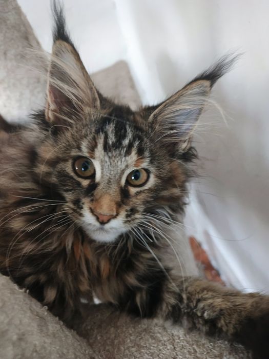 Котята Мейн кун мальчик и девочка