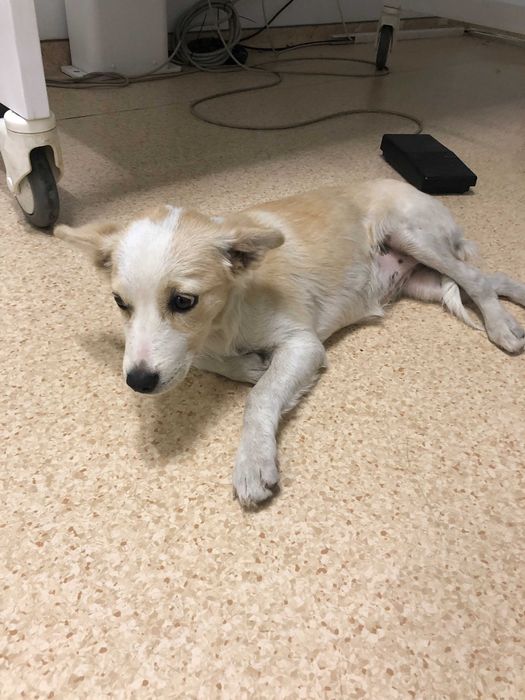 Отдадим собачку в хорошие руки