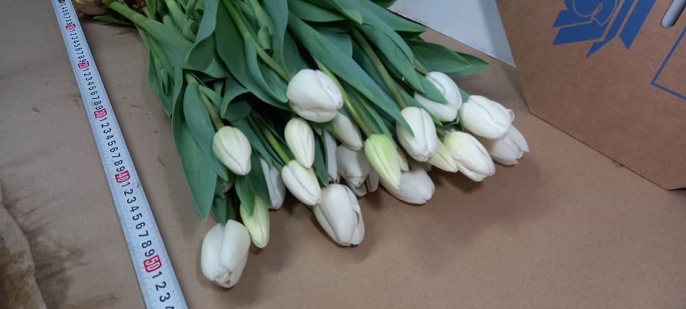 Тюльпаны оптом цветы