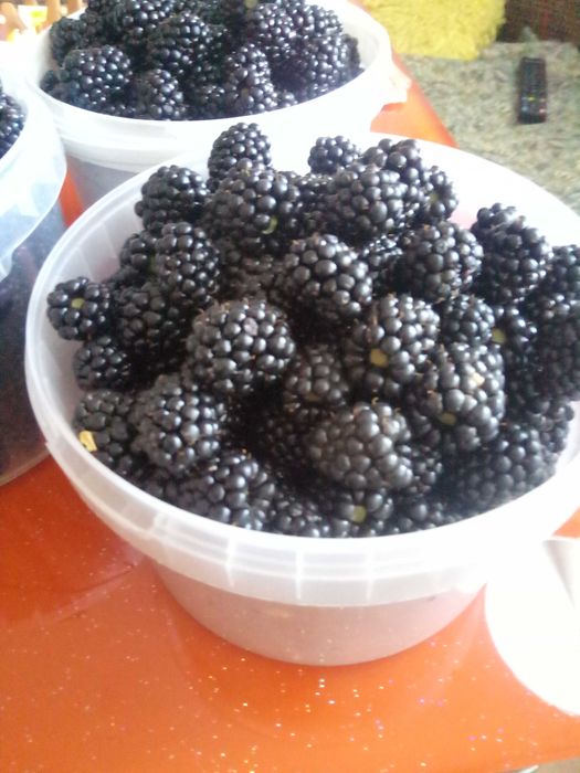 Саженцы ежемалины