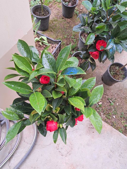 Камелия красного цвета как на фото