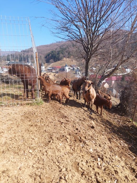 Vând capre  alpin franceze și  murciano granadini