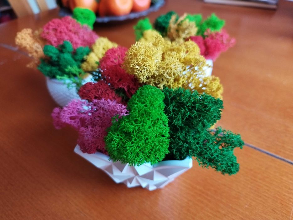 Скандинавски мъх в кашпа