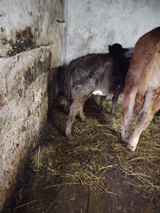 vand vitei si vitele