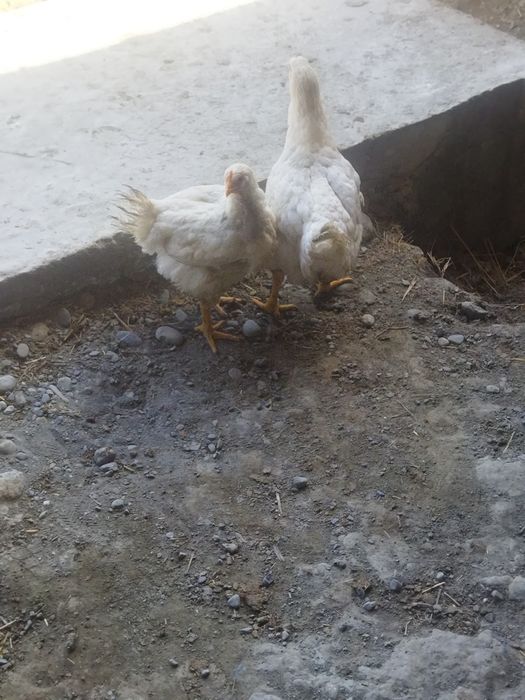 Burreler 1oyda tuxumga kiradi 1xo'roz maki