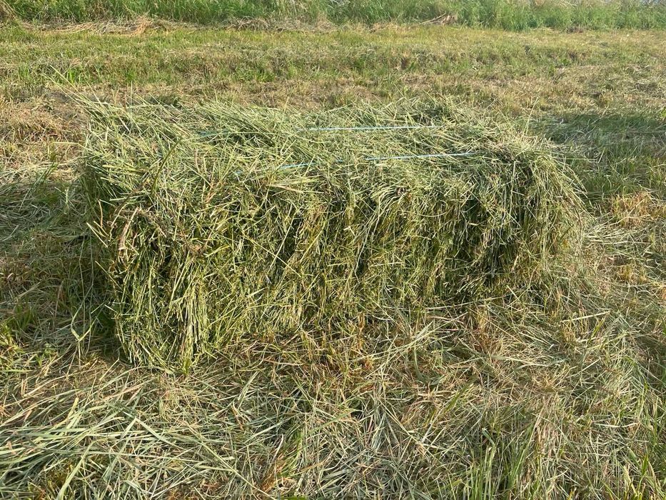 Vând baloți de lucernă și fân  jud.Suceava