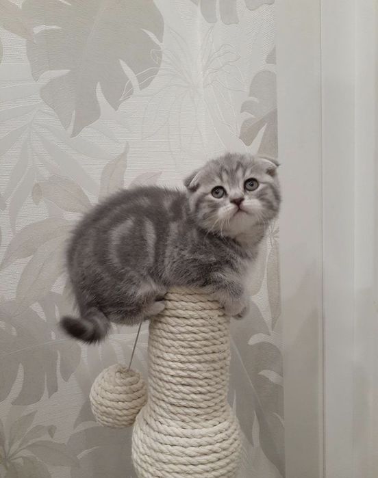 Вислоухие Шотландские котята