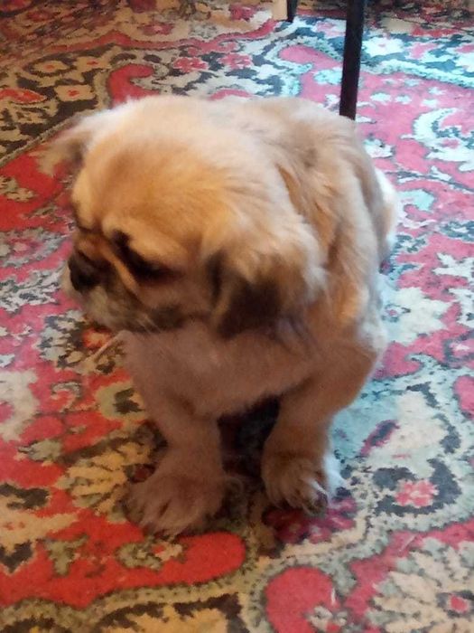 Невеста "Пекинес" ищет жениха