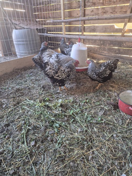 Wiandote si australorp!