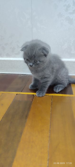 Продаю 3-х котят