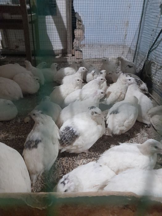 Белый Гигант Бедана гошти