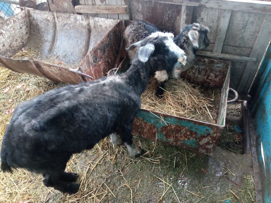 Ешкы сатылады ылаклы ешкы 1,700