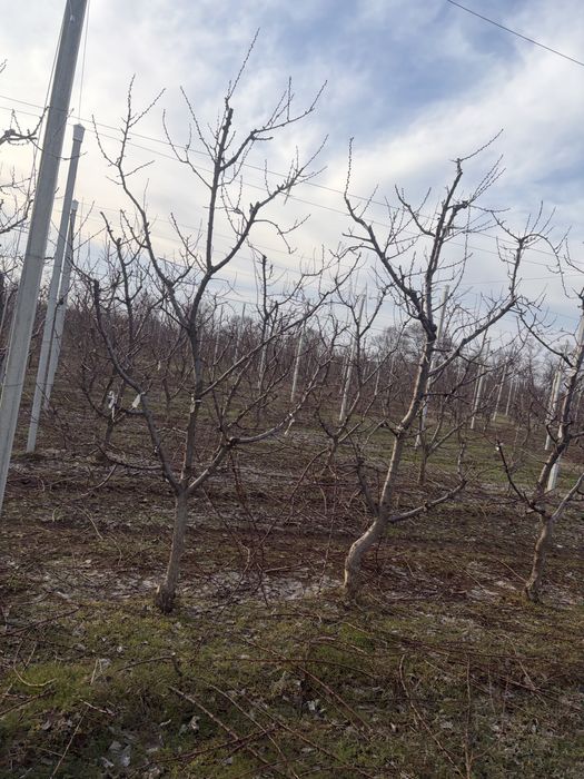 Резитба на овощни градини /озеленяване