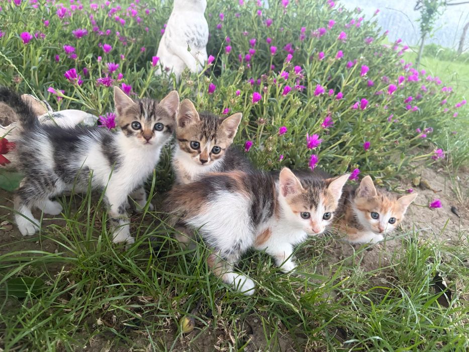 Подарявам котета