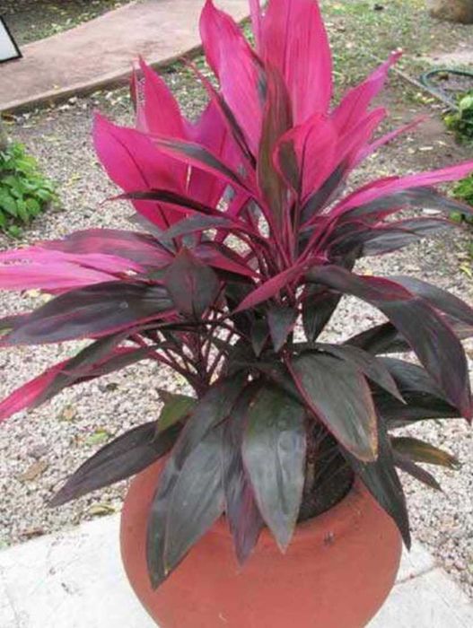 Комнатные расписания