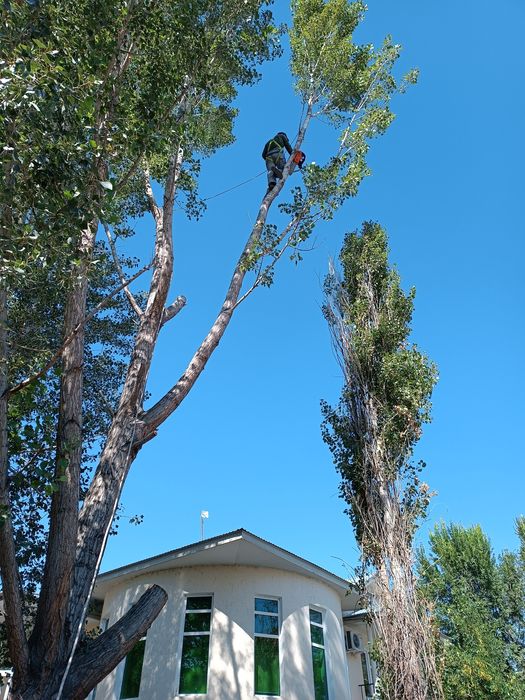 Пилим деревья , профессиональный спил распил .