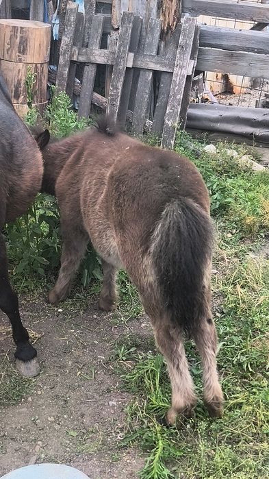 Vând o iapa de ponei  cu mânz  de 3 luni