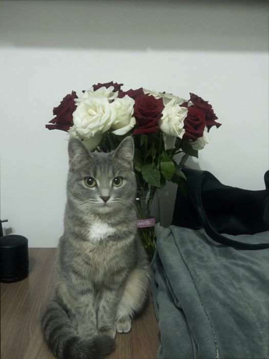 Кошечка в добрые руки
