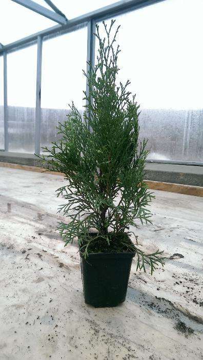 Vand Tuia Smaragd de 40 cm la ghiveci de 9cm