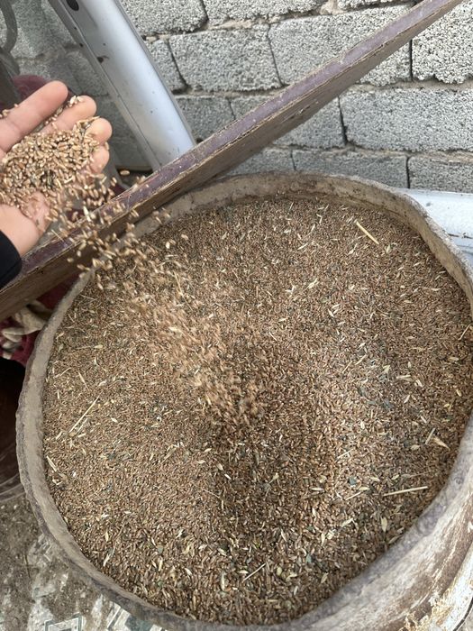 Бидай местный Казгурт