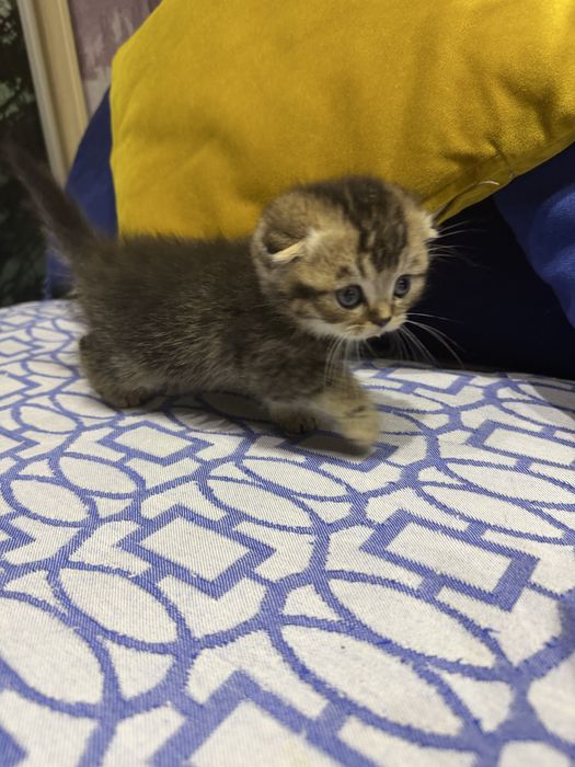 Шотланский Скоттиш Фолд!