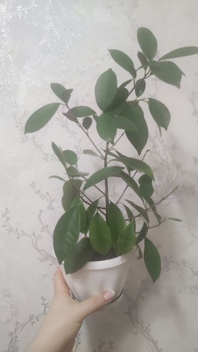 Продам фикус Бенжамина. Есть доставка.