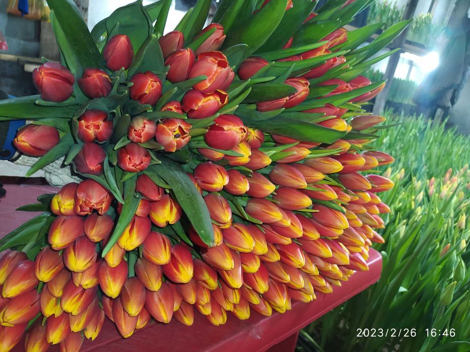 Продам тюльпаны к 8 марта.