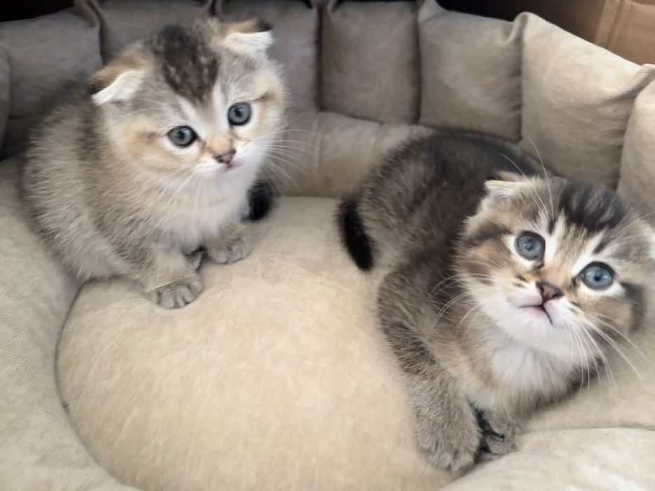 продается котенек