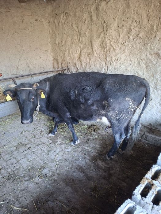 Сигир сутли сигир