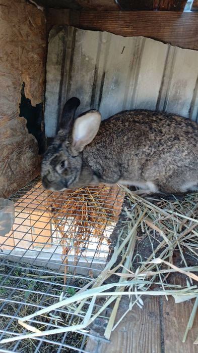 Продаются Кролики