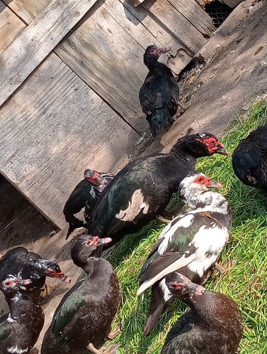 Rate mute și rățoi tineri