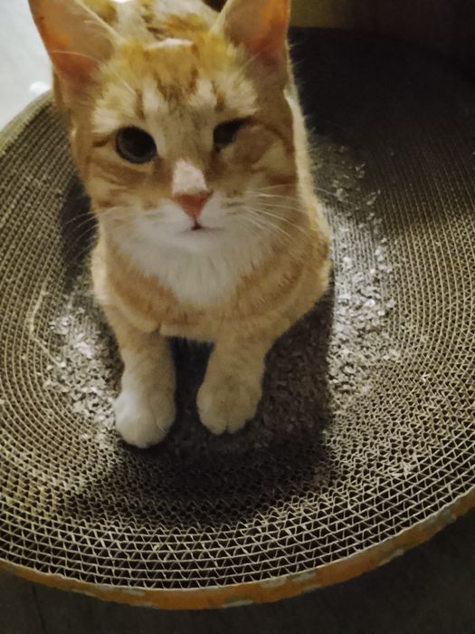 Ищу Коте любящую семью!