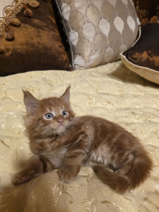 Мейн куун котета