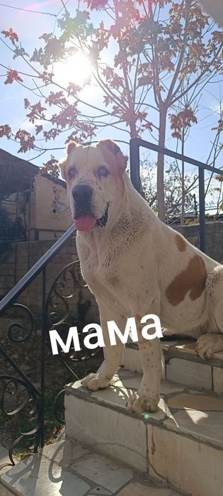 Алабай щенок кабель