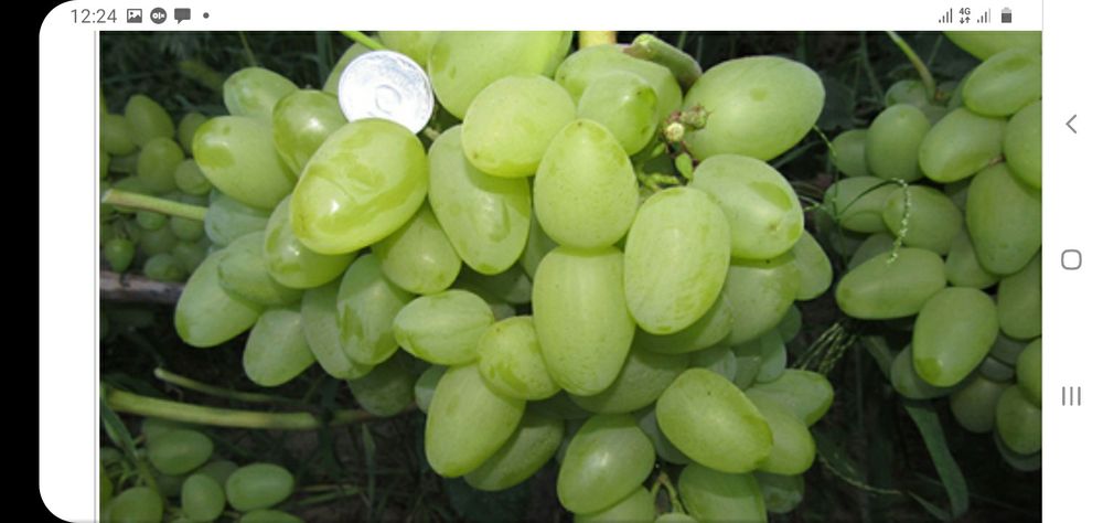 Саженцы винограда