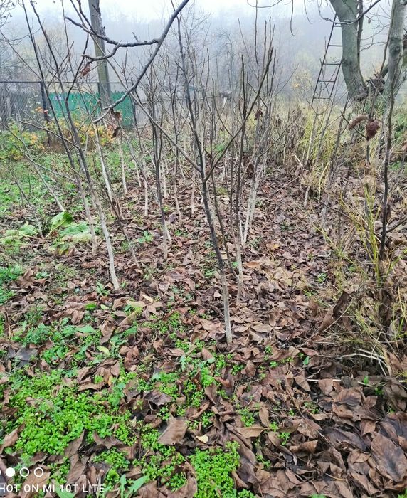 Puiet de nuc ecologic 1,5 m