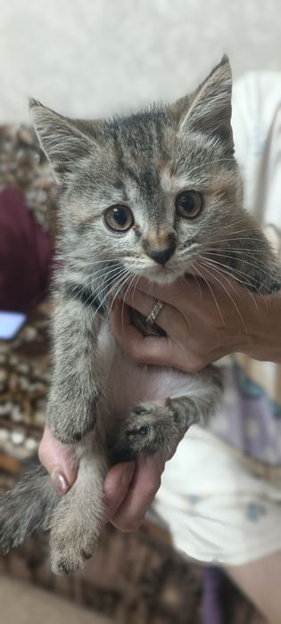 Бесплатно отдам котят